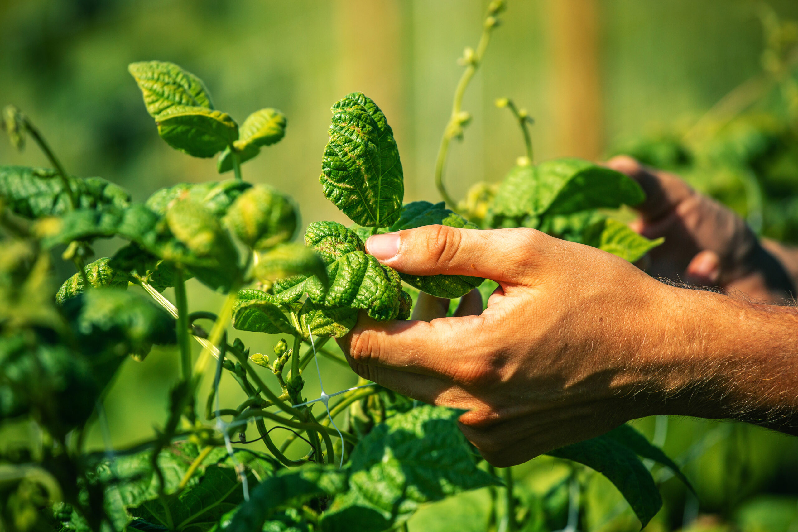 A hand touching a green plant_2026